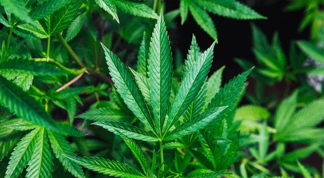 Image of a cannabis plant.